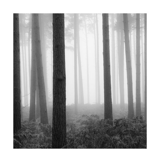 New Forest 2011-XV