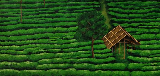 Tea Gardens of Assam II