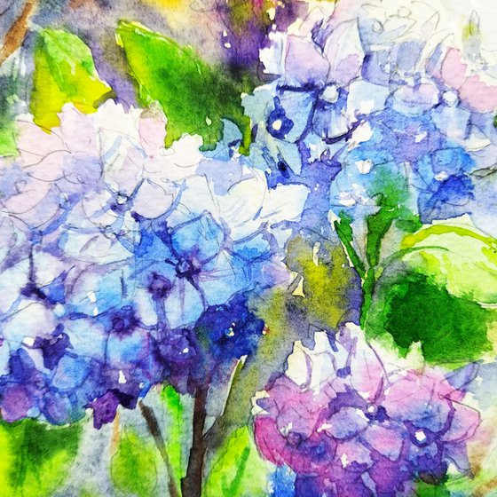 Hydrangeas flowers