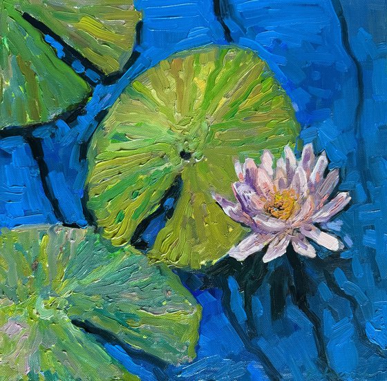 Water lily