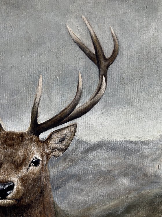 Deer
