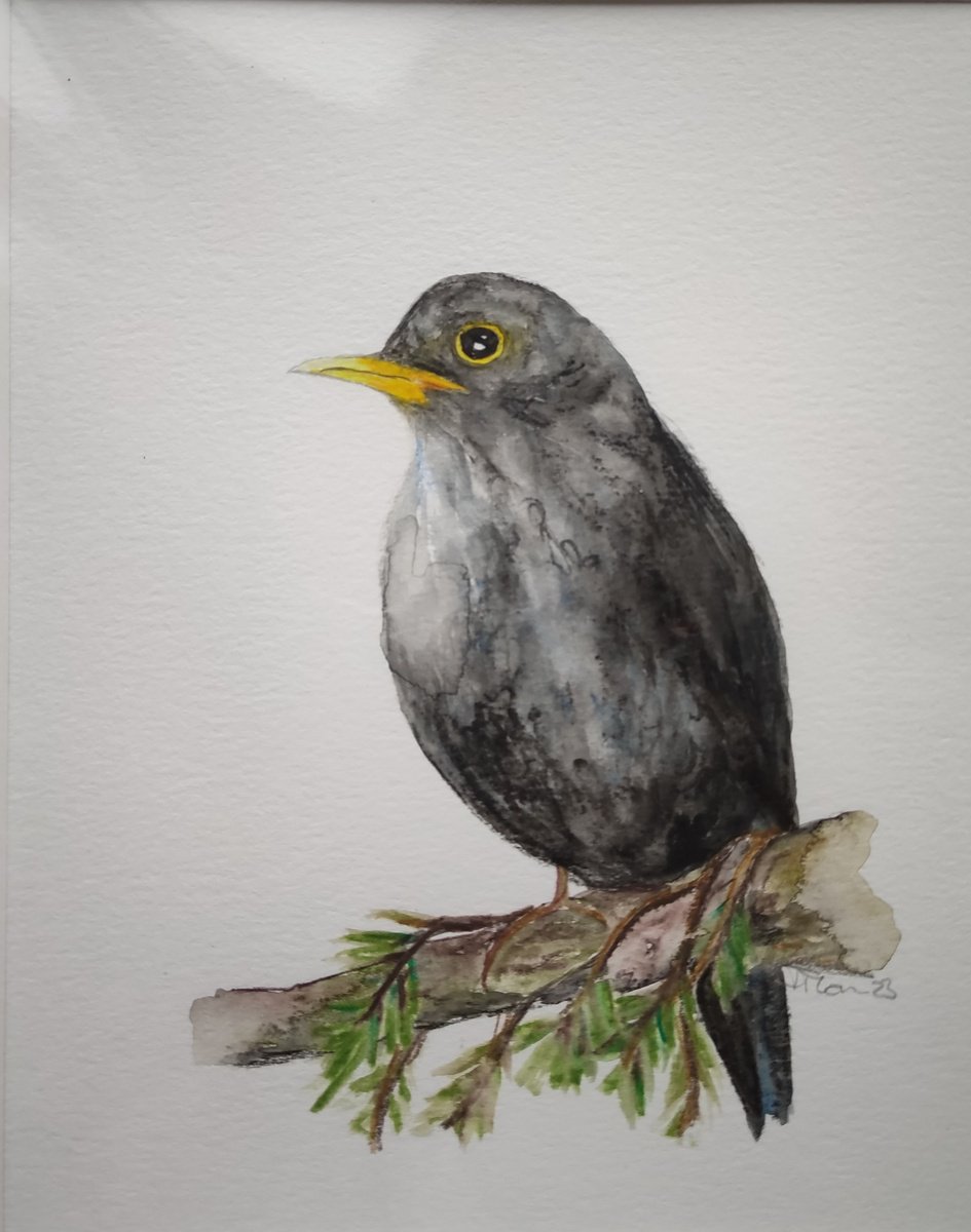 Blackbird by Jenny Moran