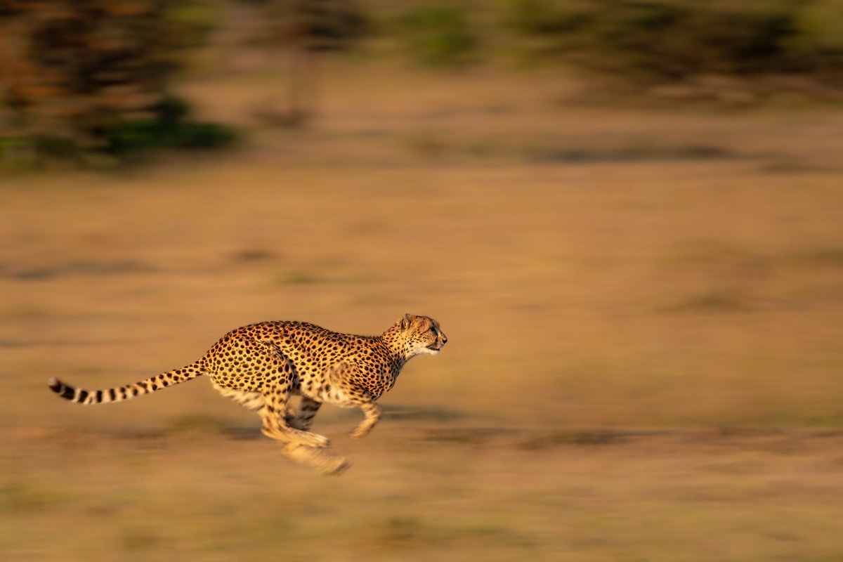 Photorealistic Animal Photograph By Nick Dale, 33 X 26", 68Mph, Original Artwork