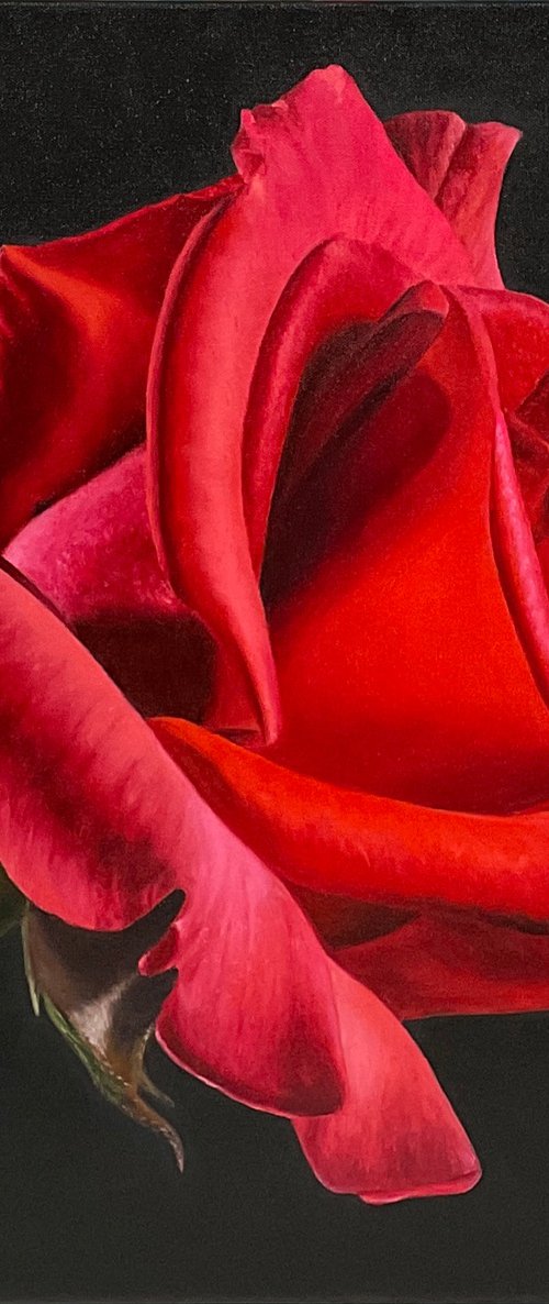 Red Rose by Alla Kallass