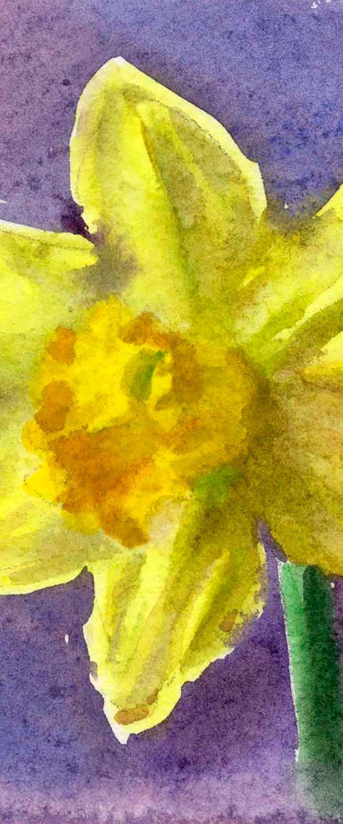 Daffodil flower by Anastasia Borodina