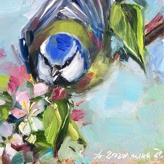 Chickadee bird on apple blossom