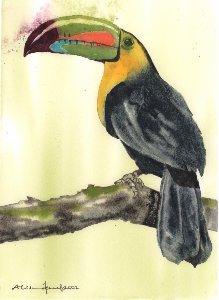 Toucan Twist - Original Watercolour Painting by Alison Fennell