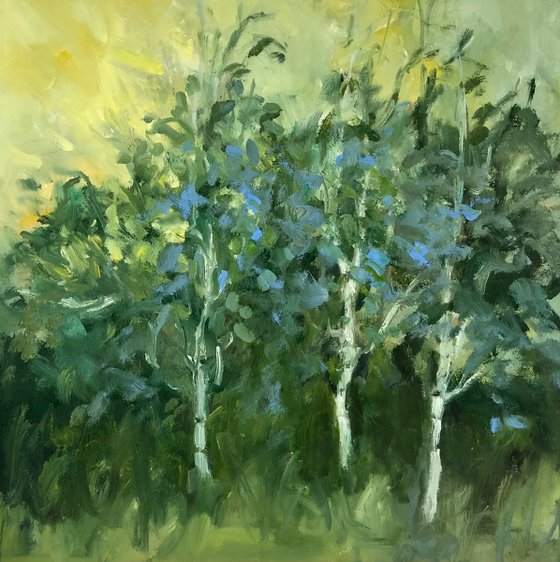 Birches in late sun