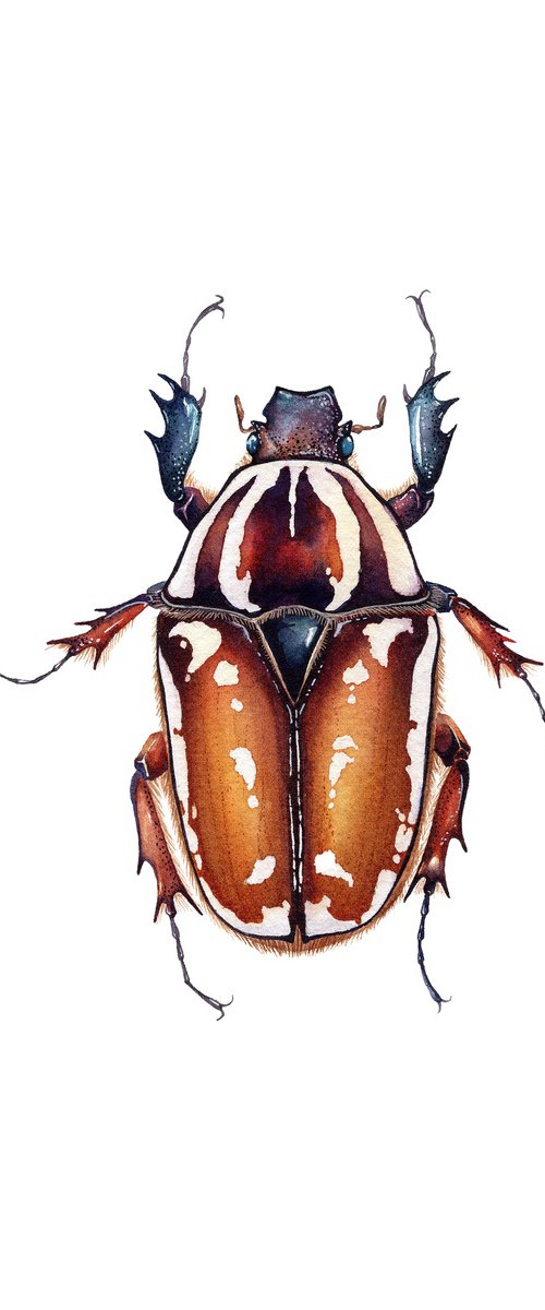 Mecynorhina torquata ugandensis, the Giant African Flower Beetle, flamy&violet female form by Katya Shiova