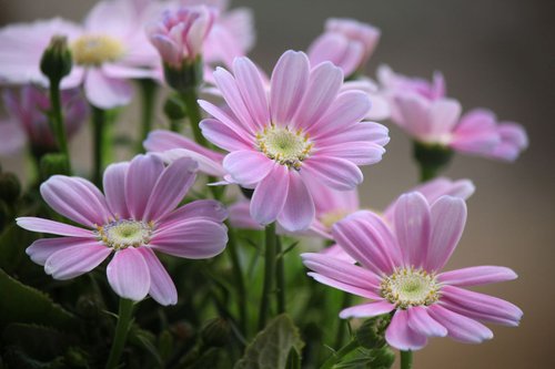 Pink flowers by Sonja  Čvorović