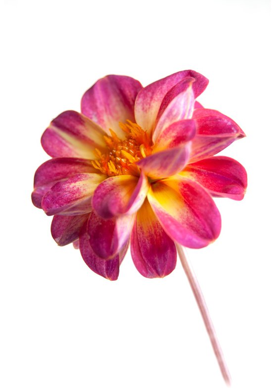 Dahlia