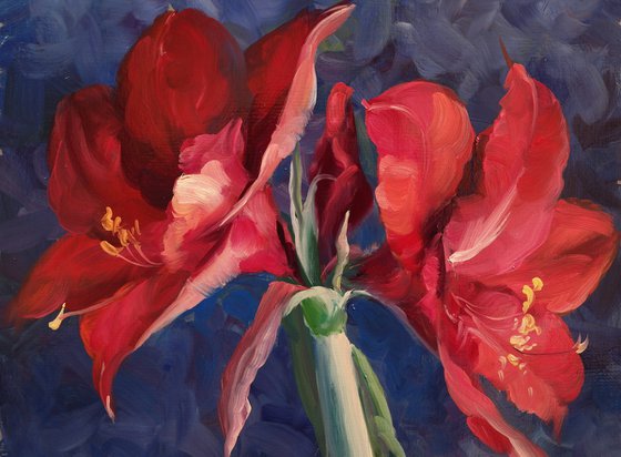 "Amaryllis"