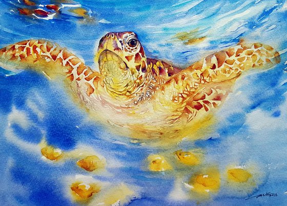 Sea Turtle Seb