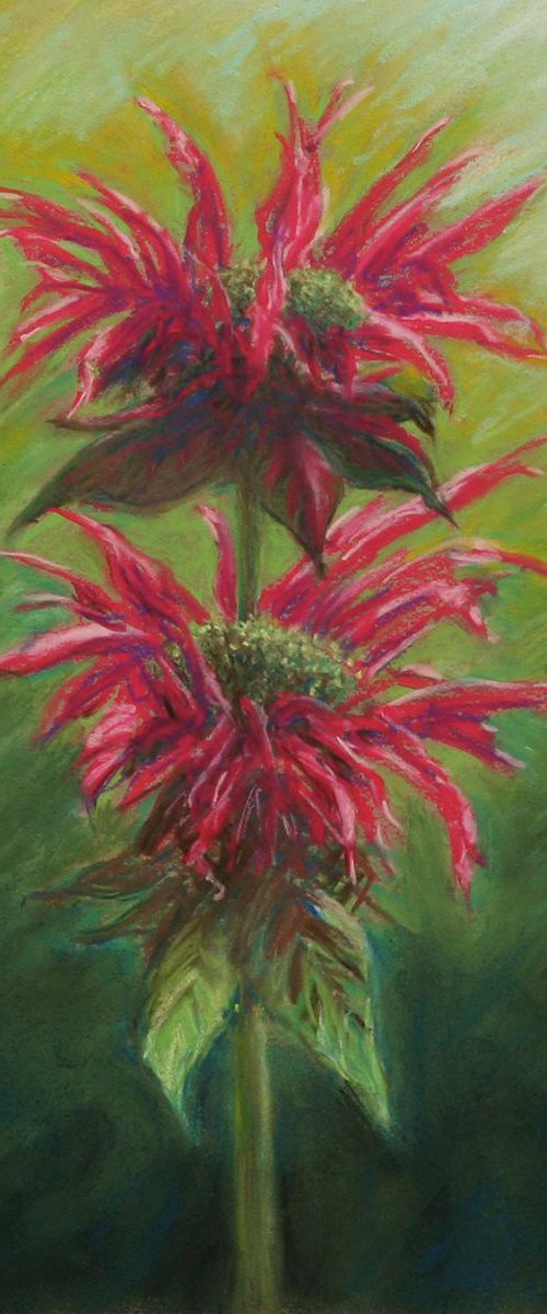 Double Bee Balm by John Fleck