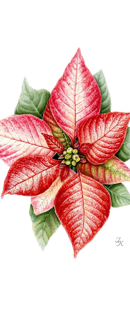 Poinsettia by Tetiana Kovalova