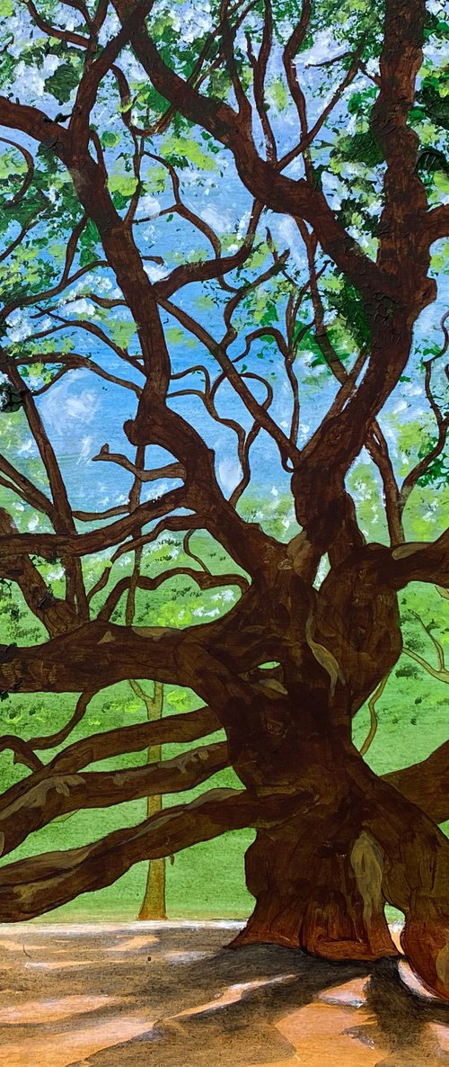 The Angel Oak Tree by Tim Carr