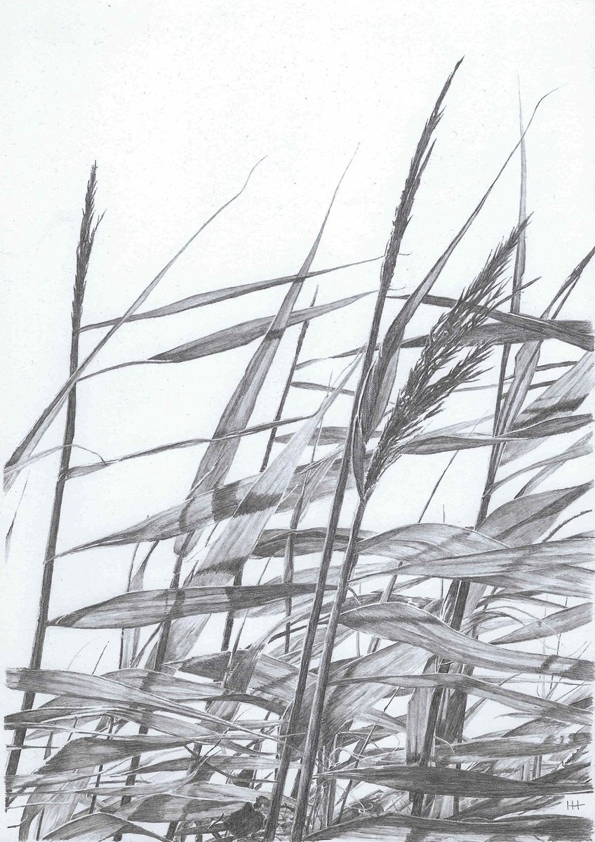 Reeds I by Ian Hedley