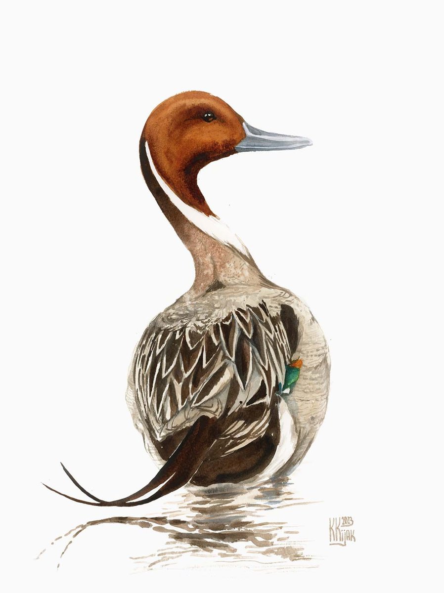Animal Watercolour By Karolina Kijak, 12 X 16", Northern Pintail, Original Artwork