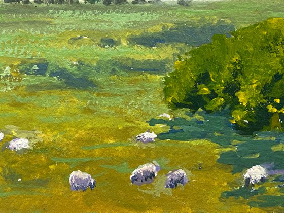 Sheep Grazing On Ranch Meadow Along Pacific Coast