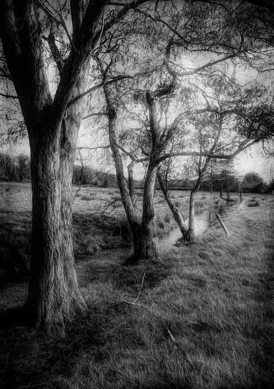 Three Trees and a Stream