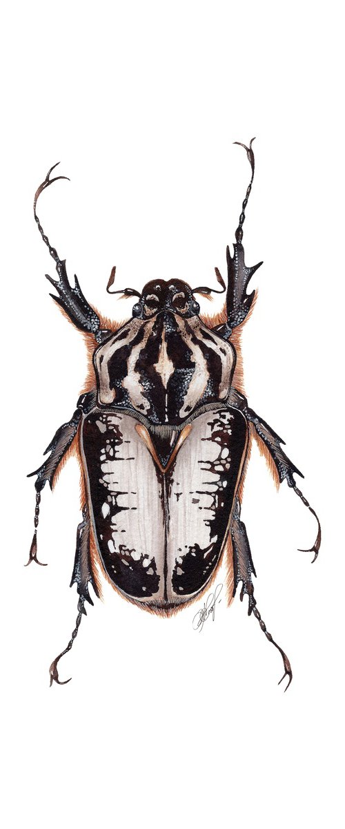 Goliathus regius, the Royal Goliath beetle, male by Katya Shiova