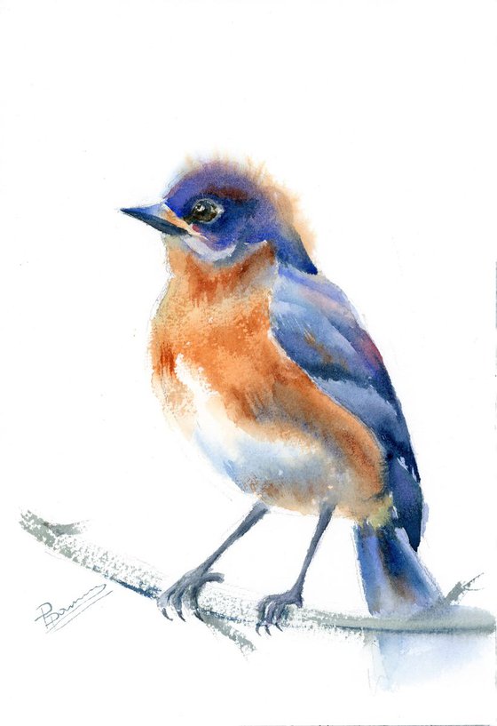 Bluebird on a branch