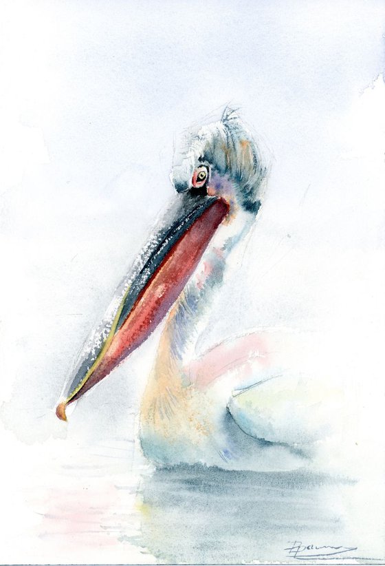 Swimming pelican