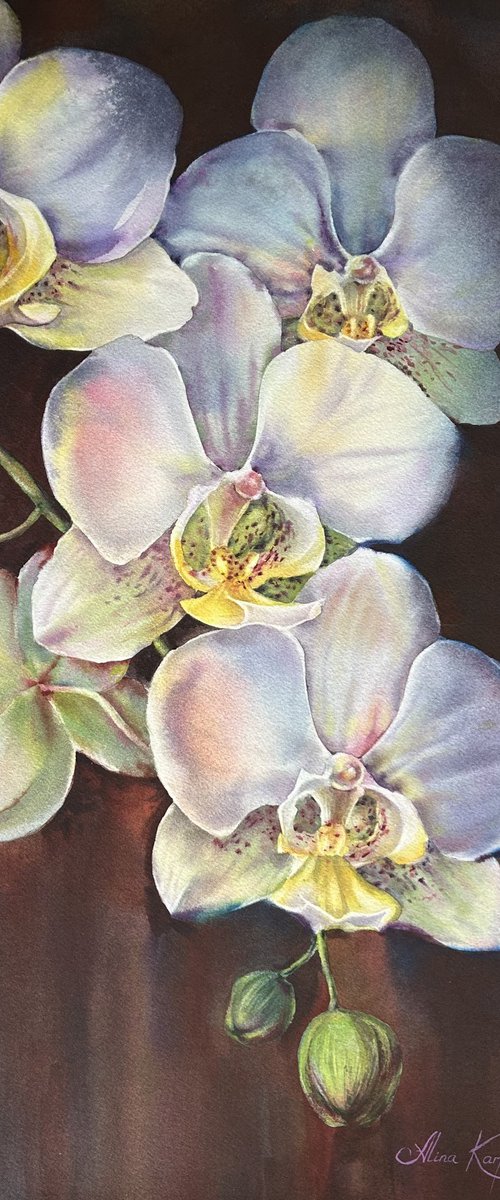 Orchids by Alina Karpova