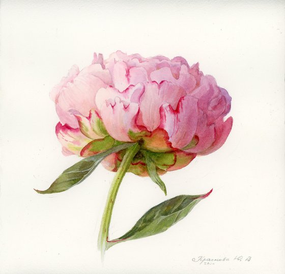 Peonies. Set of 3 (2024)