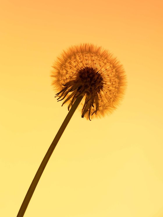 Solar Dandelion