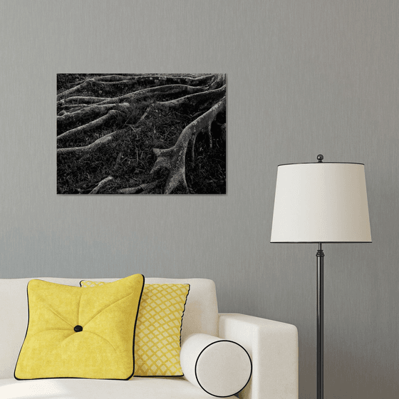 Roots I | Limited Edition Fine Art Print 1 of 10 | 60 x 40 cm