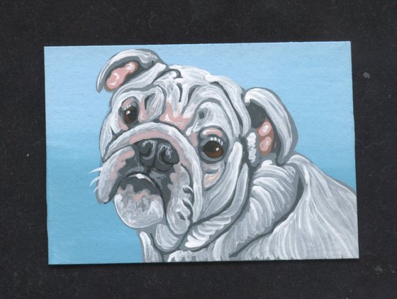 ACEO ATC Original Miniature Painting White English Bulldog Pet Dog Art-Carla Smale