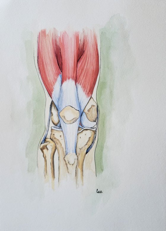 Anatomy - The Knee