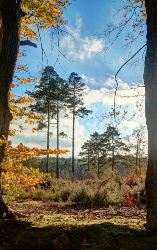 South forest clearing by Nadia Attura