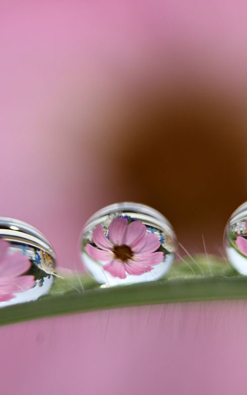 Cosmos in the drops by Sonja  Čvorović