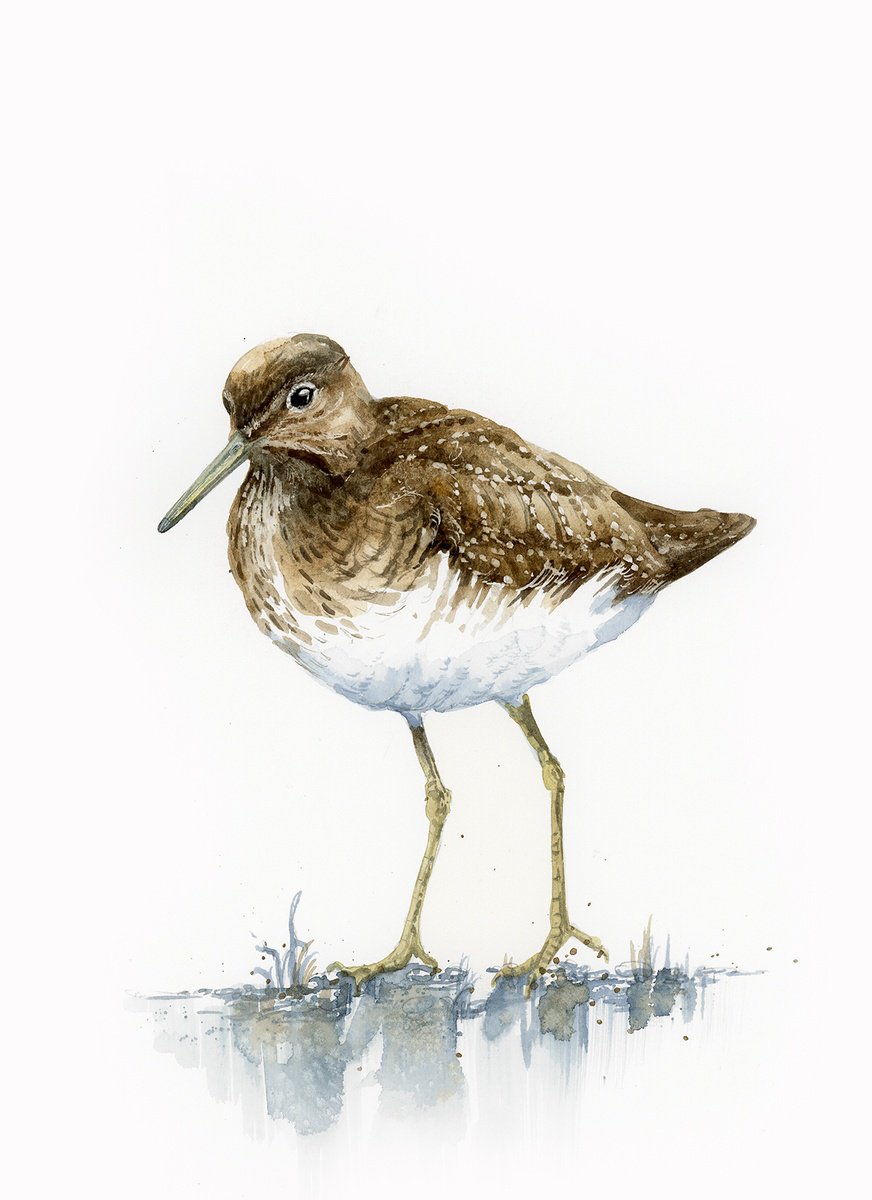 Green sandpiper by Karolina Kijak