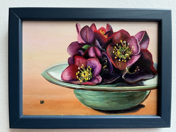 Helleborus