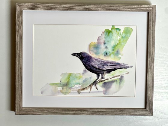 Crow Study