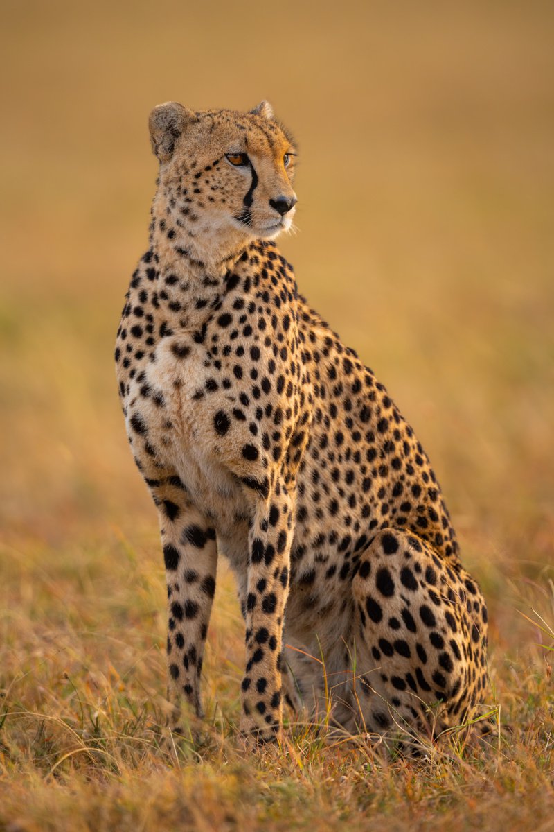 Photorealistic Animal Photograph By Nick Dale, 26 X 33", Cheetahs Never Win, Original Artwork