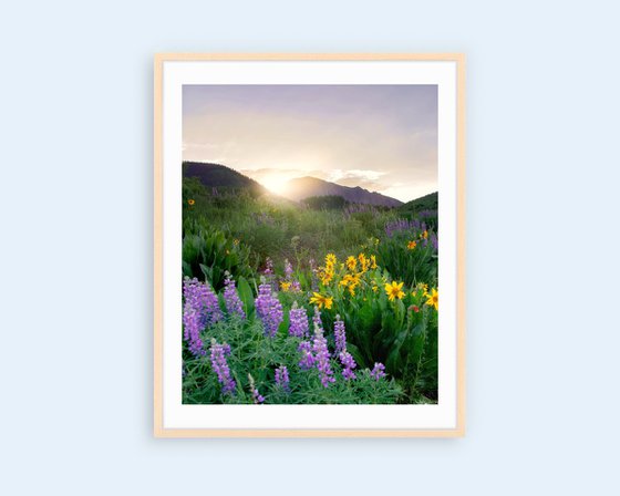 Wildflowers at Dusk