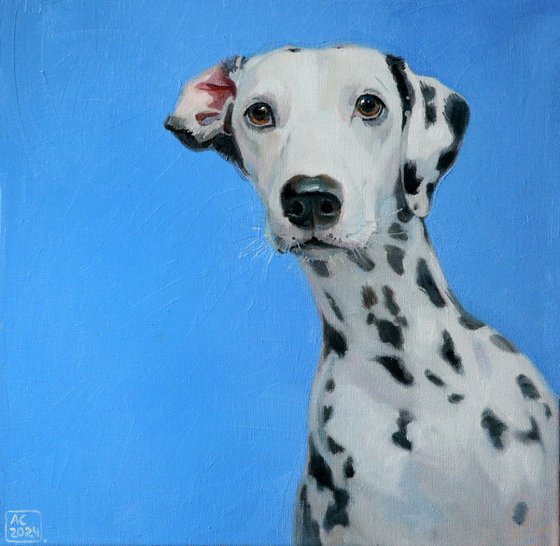 Portrait of a Dalmatian on a blue background.