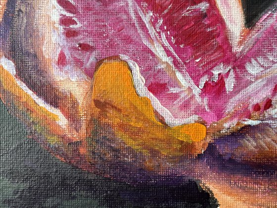 Fresh Grapefruit Still Life