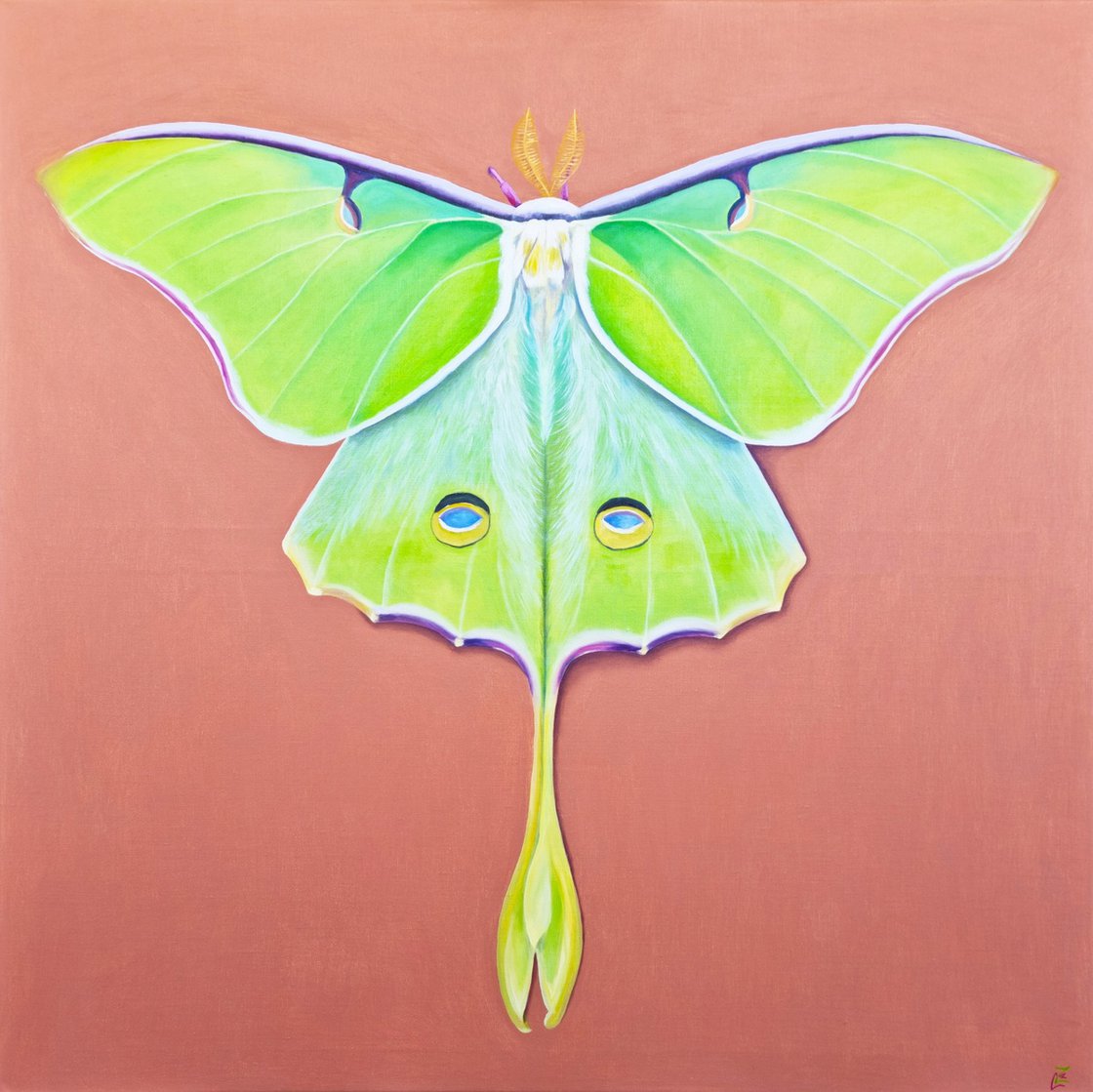 Luna Moth Oil painting by Zulfiya Mukhamadeyeva Artfinder