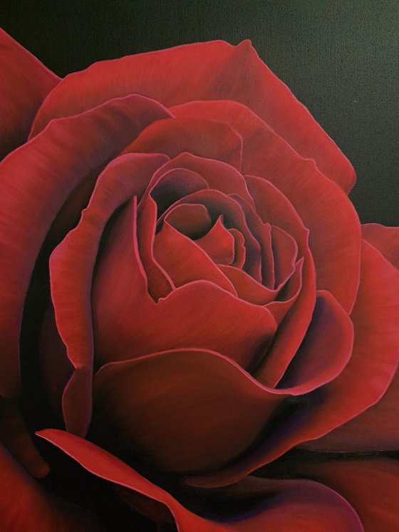 "Red rose", on black background