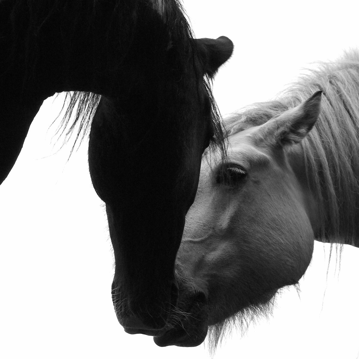 Kiss, black and white horse portraits by oconnart