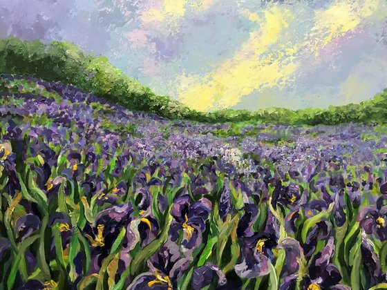 Field of Irises