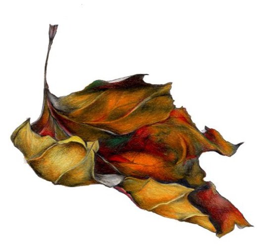 "Every leaf speaks bliss to me, fluttering from the autumn tree." Emily Bronte