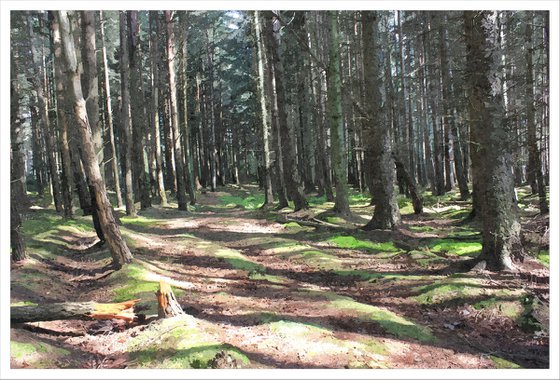 Forest Trail