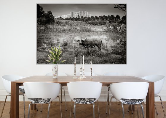 Urban Water Buffalo I