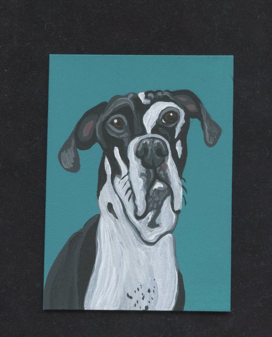 ACEO ATC Original Miniature Painting Harlequin Great Dane Pet Dog Art-Carla Smale